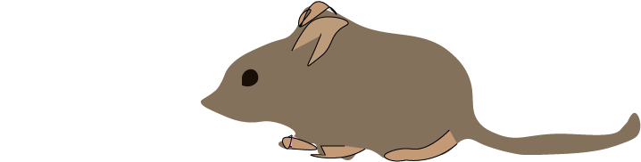 mouse drawing